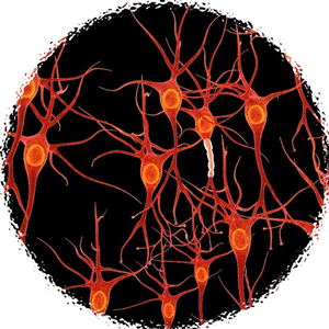 Synapses -