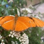 butterfly cocoon